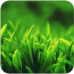 Grass HD Wallpaper