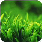 Grass HD Wallpaper icône