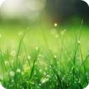 Beautiful Grass Wallpaper APK