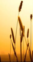 Beautiful Grass Wallpaper bài đăng