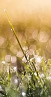Beautiful Grass Wallpaper ảnh chụp màn hình 1