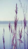 Beautiful Grass Wallpaper ảnh chụp màn hình 2