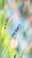 Beautiful Grass Wallpaper ảnh chụp màn hình 3