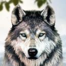 Big Bad Wolf Coyote Creek APK