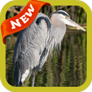 Great Blue Heron Wallpaper APK