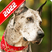 Great Dane Wallpaper
