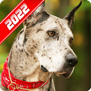 Fotos de Great Dane APK