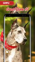 Great Dane Wallpaper poster