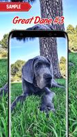 Great Dane Wallpaper screenshot 2