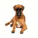SUPERB BOY DOG NAMES FOR 2020 APK