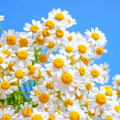 Green Nature: Wallpapers