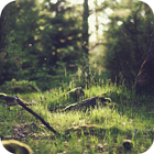 Green Forest – HD Backgrounds icon