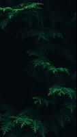 Green Forest – HD Backgrounds screenshot 3