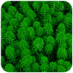 ”Nice Green Wallpaper