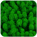 Nice Green Wallpaper APK