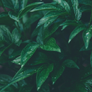 Green Wallpaper HD APK