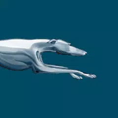 Greyhound: Buy Bus Tickets Icon