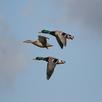 Ducks Wallpapers APK