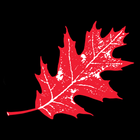 Red Oak Zeichen