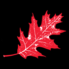 Red Oak icon