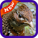 Grouse Wallpaper APK