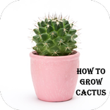 How to Grow a Cactus
