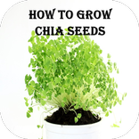 How To Grow Chia Seeds