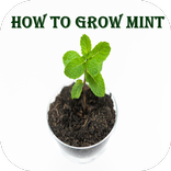 How to plant mint