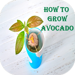 How to plant avocado