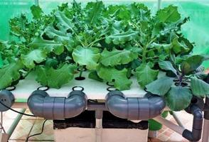 growing hydroponic vegetables screenshot 1