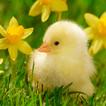 Duck wallpaper-icoon