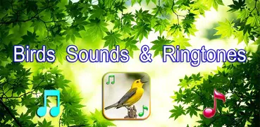 Pájaros Sonidos Ringtones