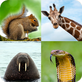 Animal Quiz: Adivinhe o animal