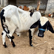 camión de transporte de animal