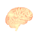 Neuroanatomia - Cérebro 3D APK