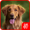 Dog Sound biểu tượng
