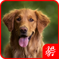 Dog Sound