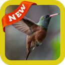 Hummingbird Wallpaper APK