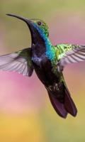 3 Schermata Hummingbird Wallpaper