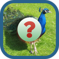 Kuizi Bird