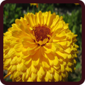 Blomst quiz