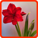 Blumen quiz APK