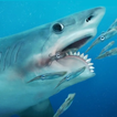 說Helicoprion 圖標