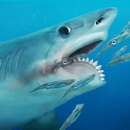 Talking Helicoprion APK
