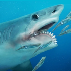 Talking Helicoprion icono