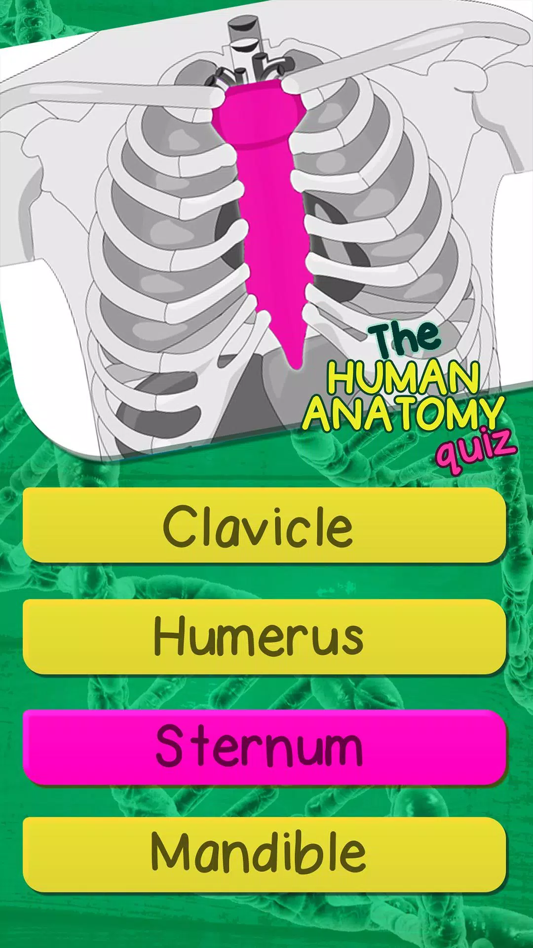 Anatomia Humana Quizzes