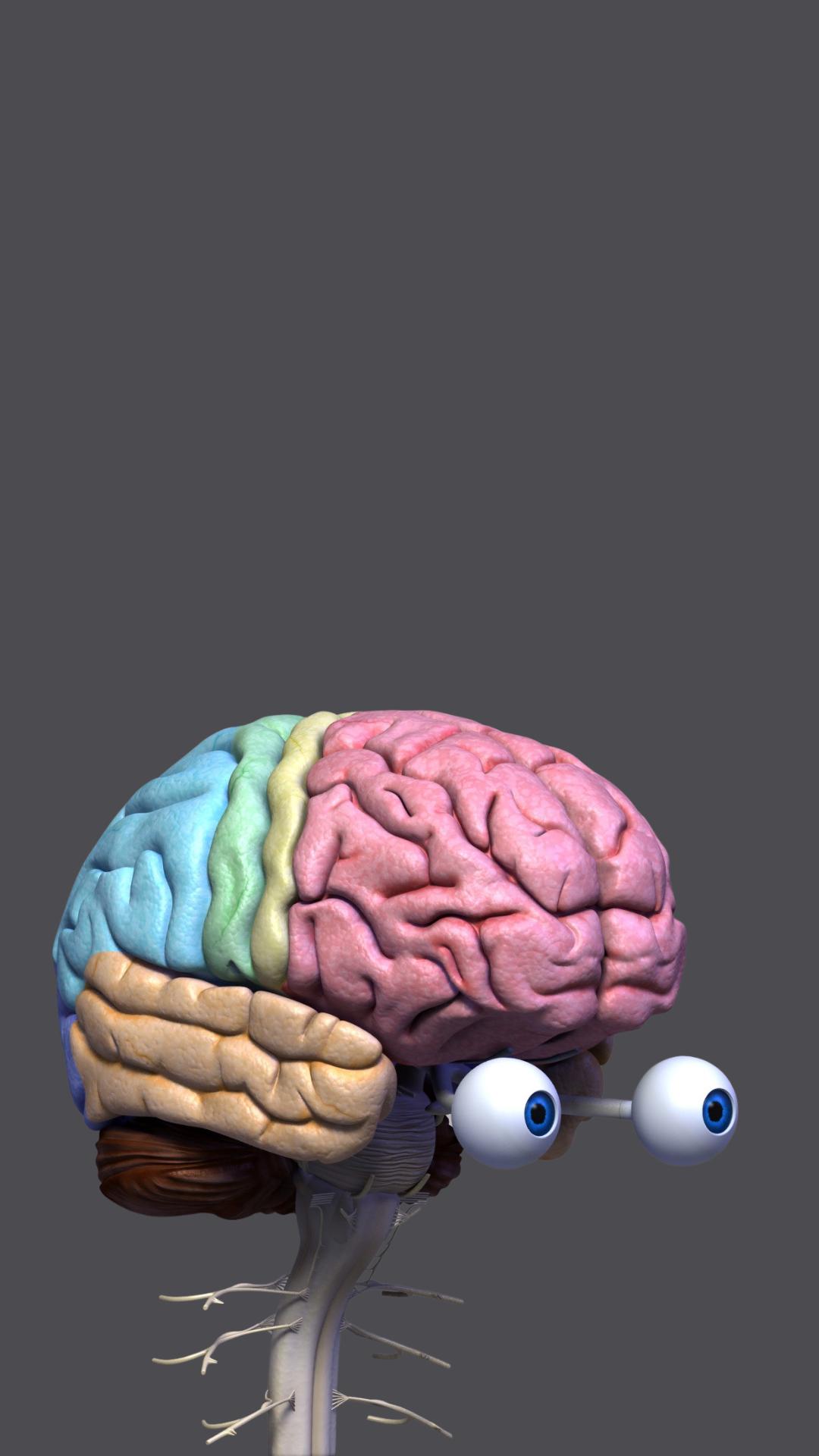Human Brain Diagram APK Download For Android - Latest Version