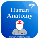 Human Anatomy 아이콘