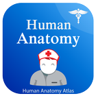 Human Anatomy أيقونة