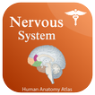 ”Nervous System Anatomy - Atlas